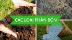 Giá phân bón ổn định ở mức thấp